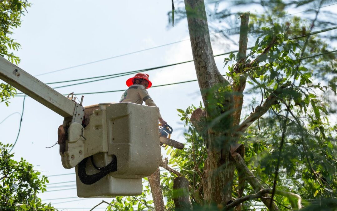 Vegetation management for utilities: Optimizing advanced strategies