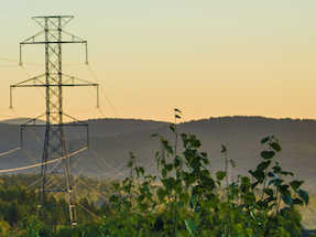 power lines in nature