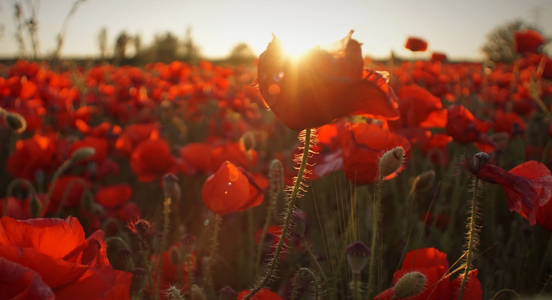 ANZAC-poppies ANZAC poppies