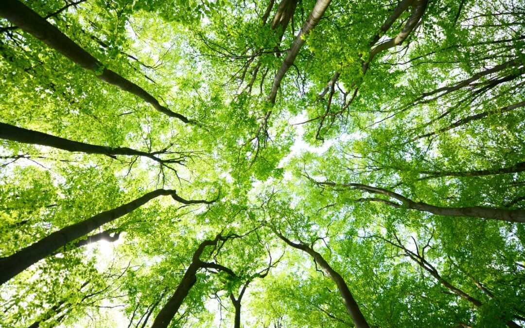Communicating sustainability: Meeting compliance and driving impact