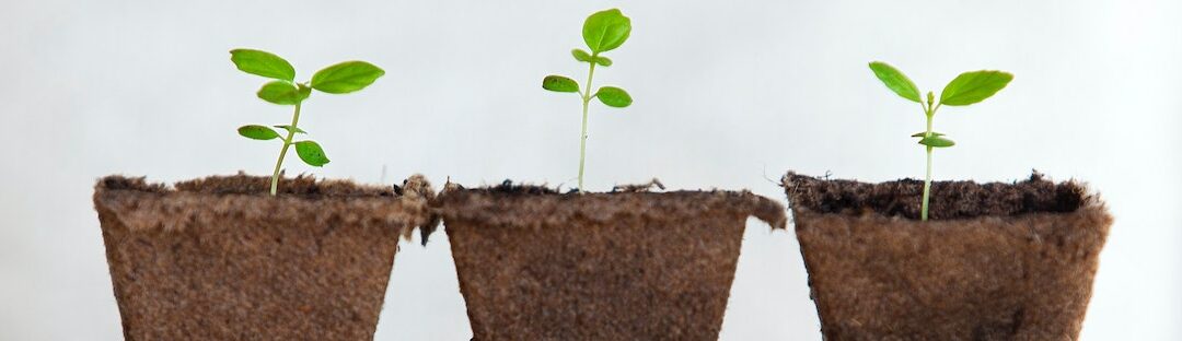 Sprouted plants