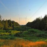 power lines in a wooded area